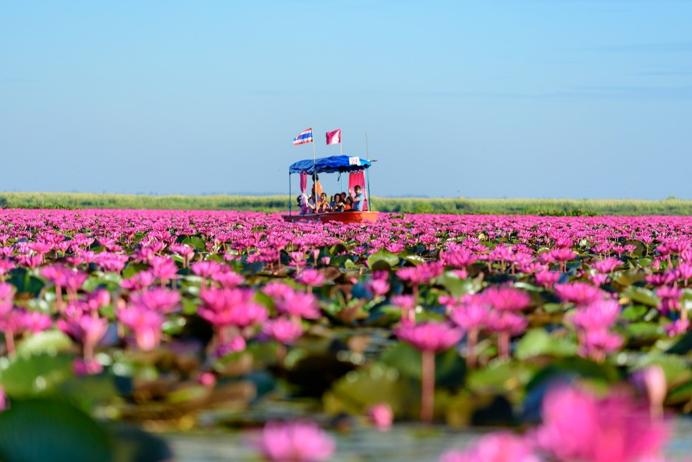 ทะเลบัวแดง